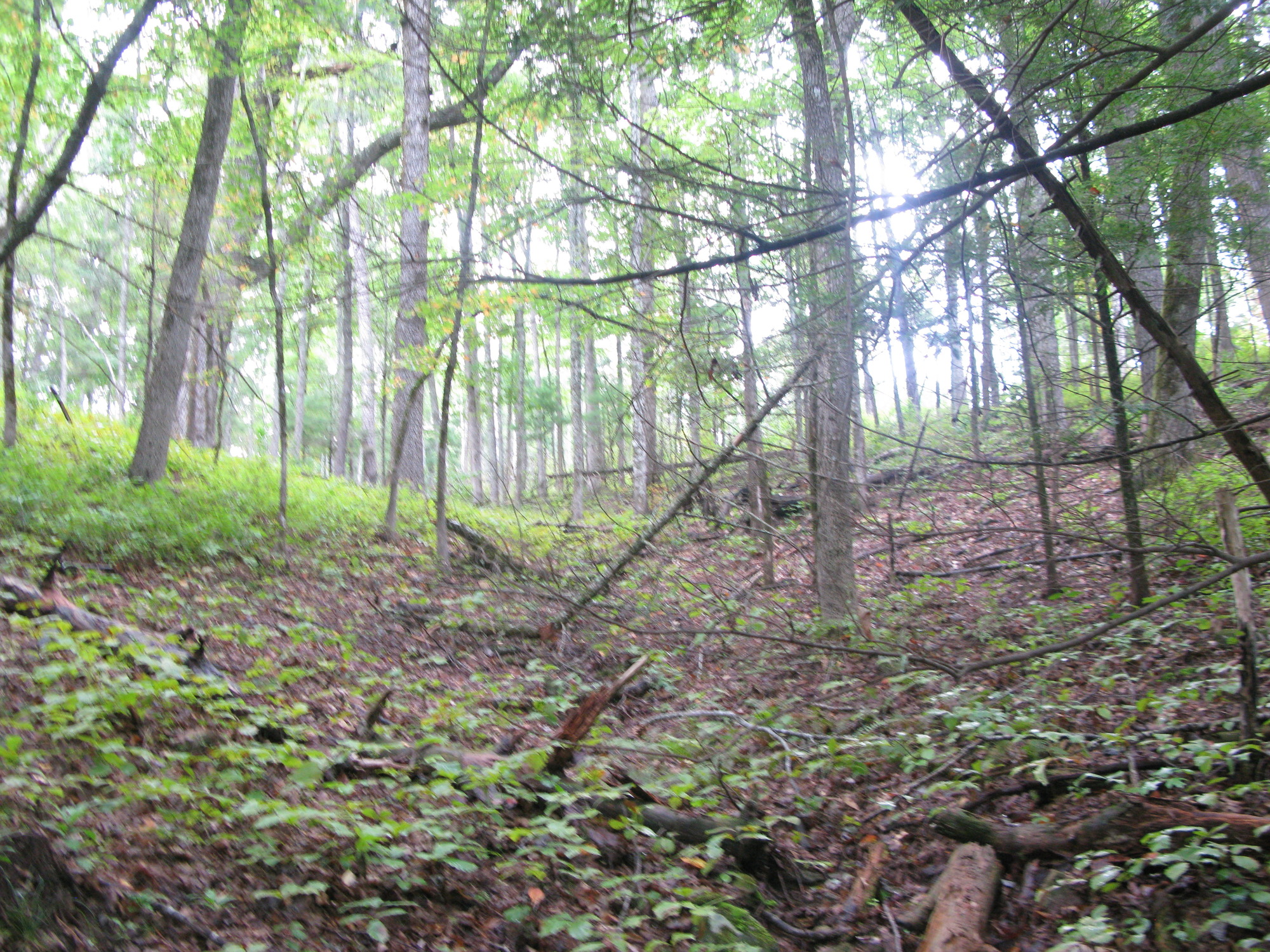 GRSM Accuracy Assessment. Plot Code: GRSM_AA_0607_3