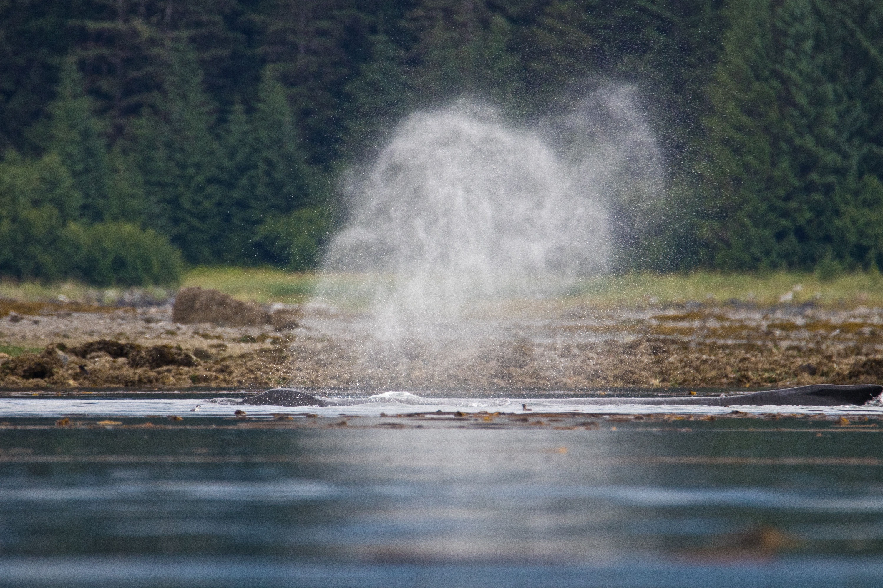 Steam rises above the ocean surface as a humpback whale exhales.