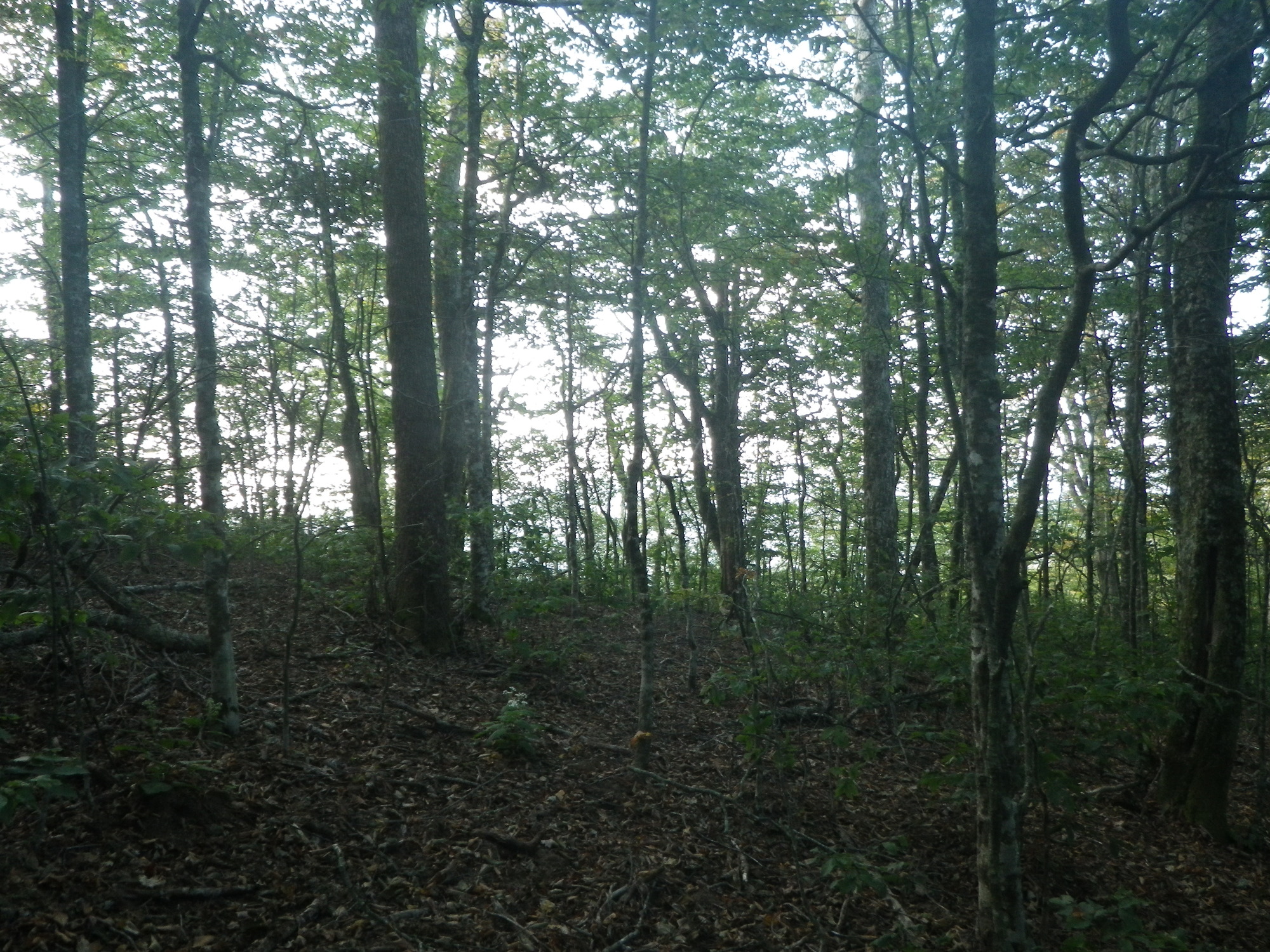 GRSM Accuracy Assessment. Plot Code: GRSM_AA_0216_4