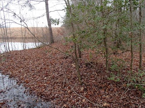 Trees growing on the dams at Big South Fork NRRA in 2013.