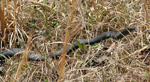 A long black snake in a field. 
