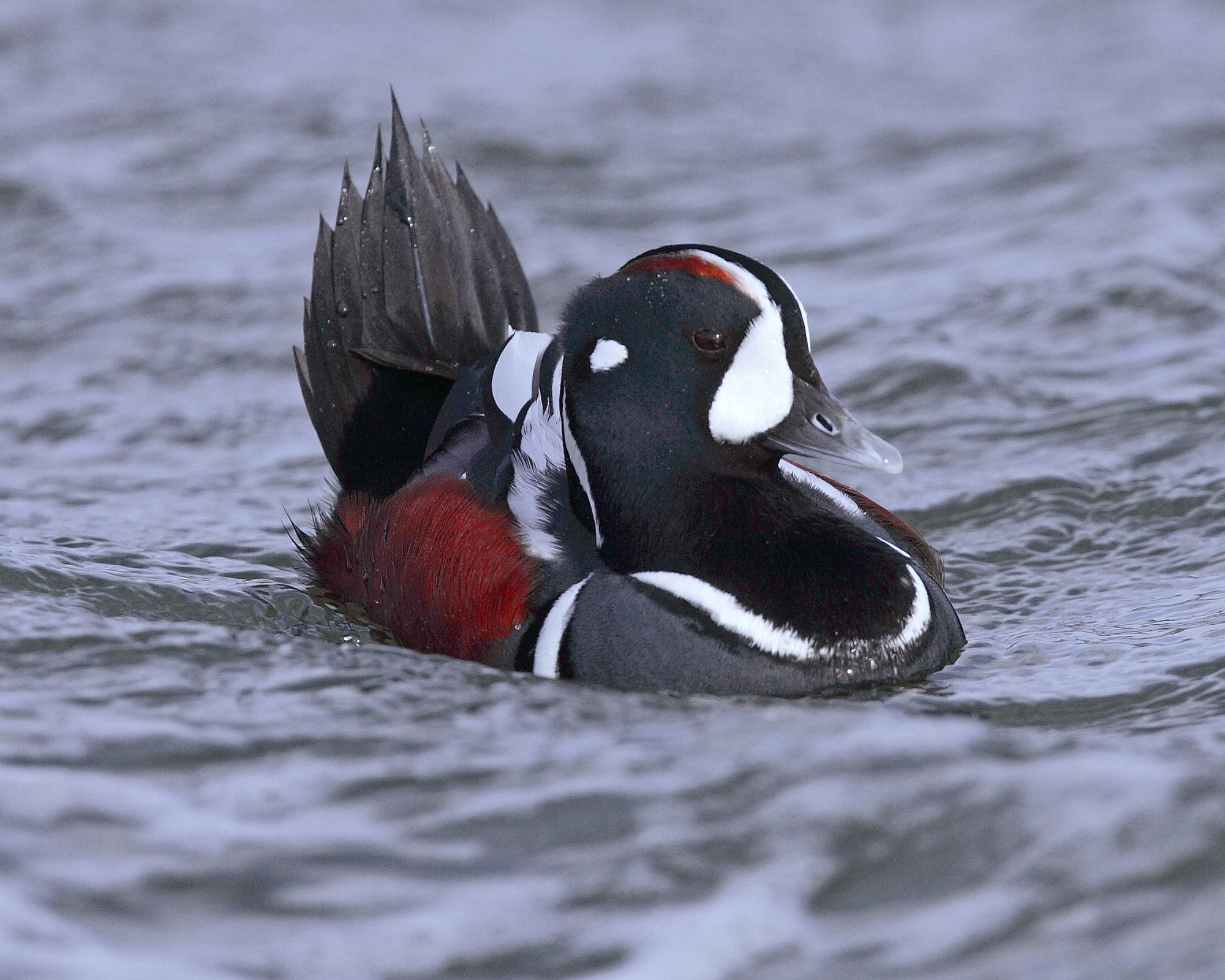 a duck floating in a pond