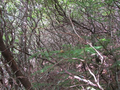 GRSM Accuracy Assessment. Plot Code: GRSM_AA_0916_2