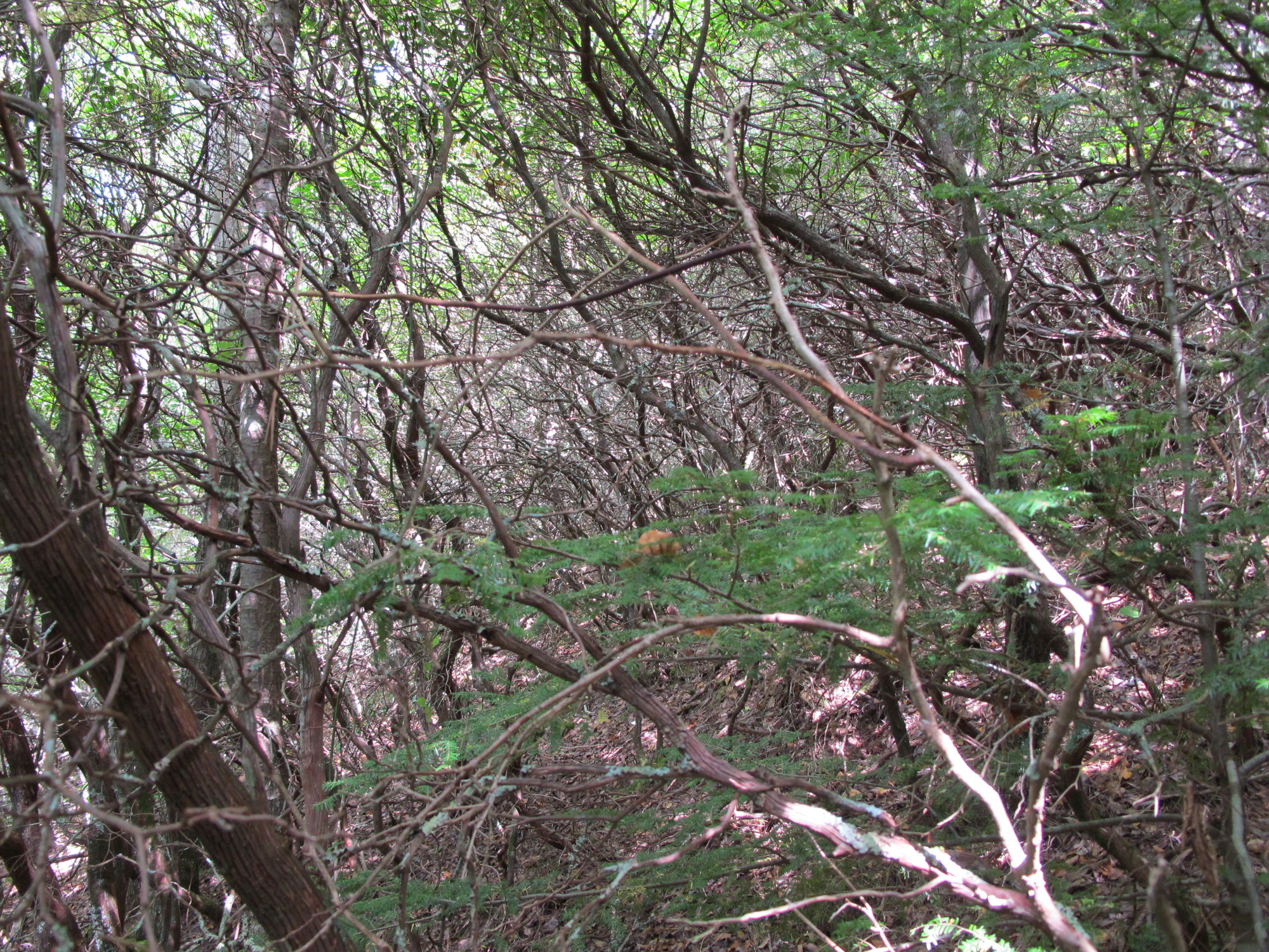 GRSM Accuracy Assessment. Plot Code: GRSM_AA_0916_2