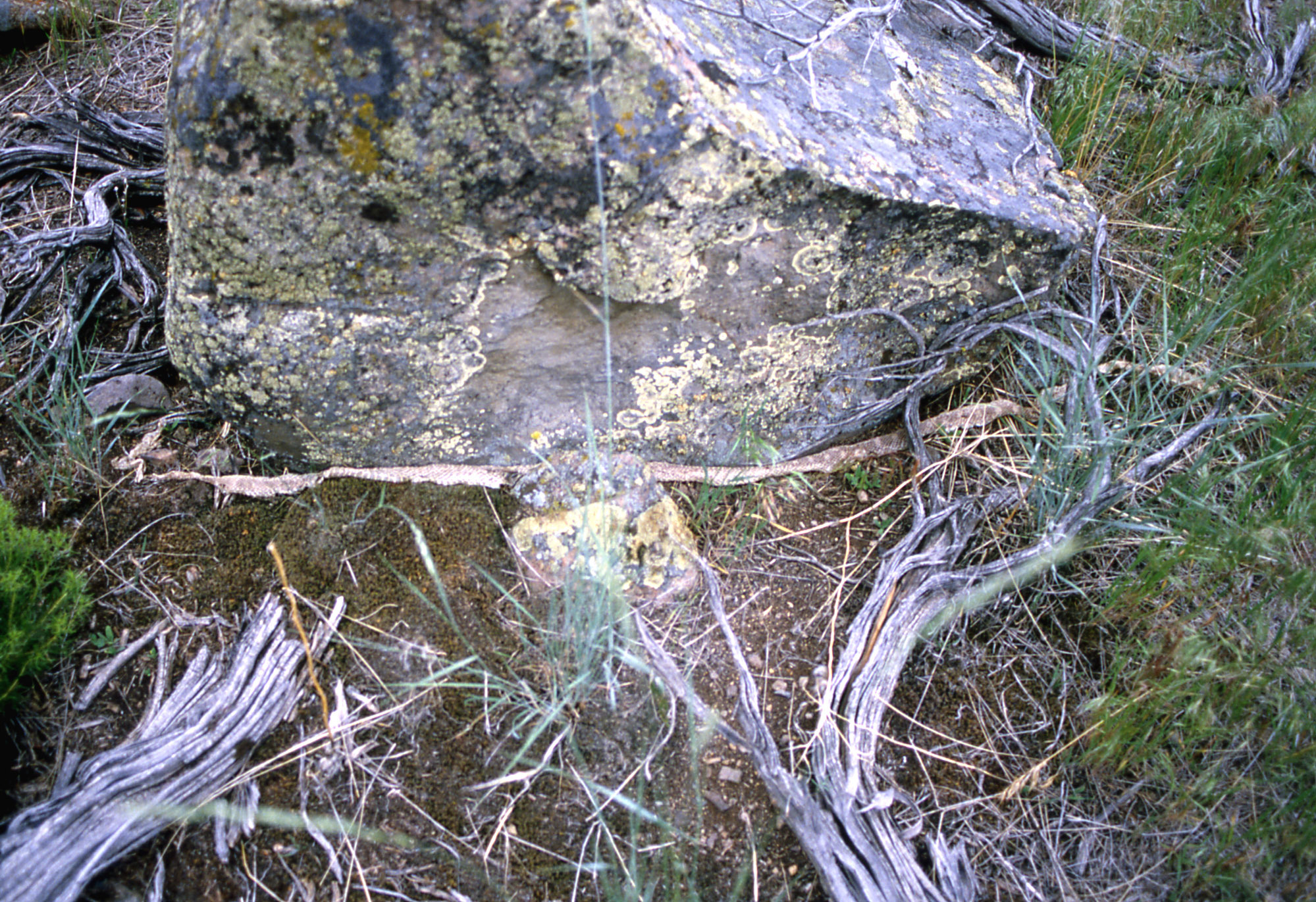 Snake skin lies at the base of a large rock
