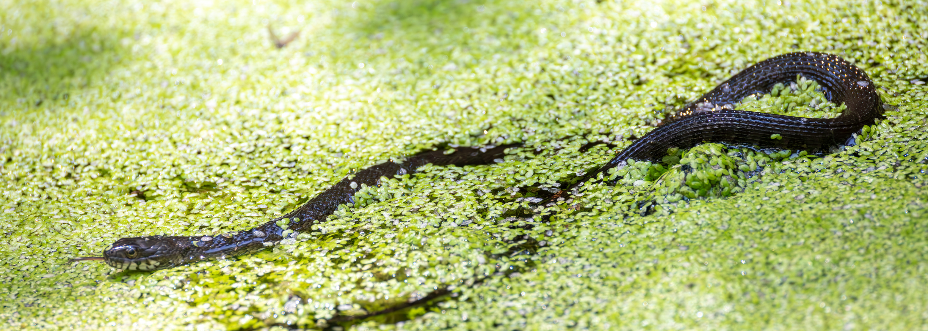 A slender, dark Black Rat Snake with its tongue extended moves across a vibrant green, plant-covered water surface.