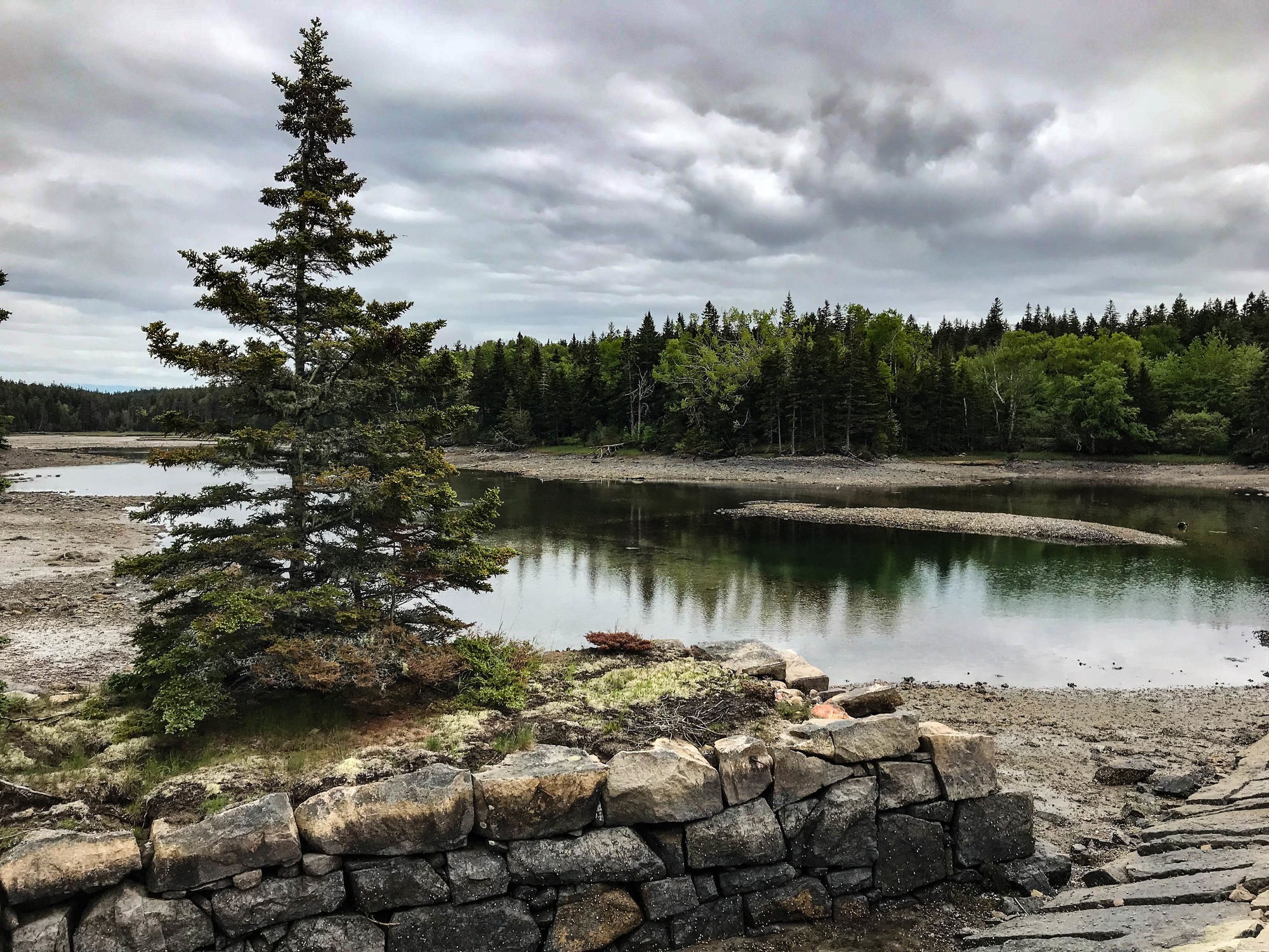 Tree next to a flooded shoreline