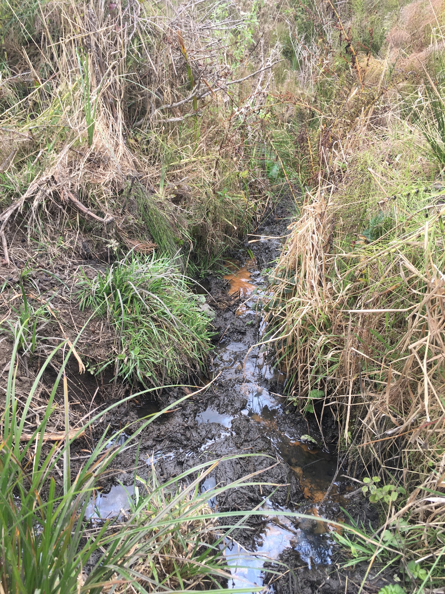 A channeled seep with pools of water, bordered by tall grasses, shrubs, and rushes.