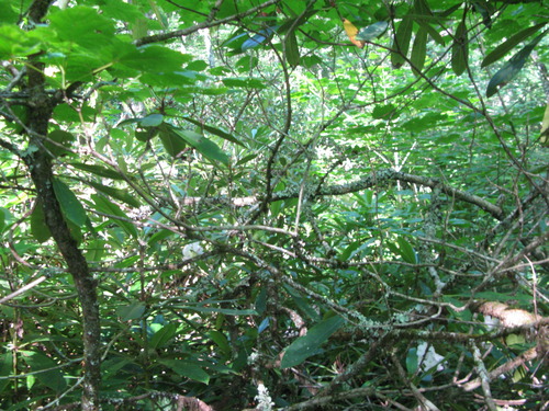 GRSM Accuracy Assessment. Plot Code: GRSM_AA_0003_5