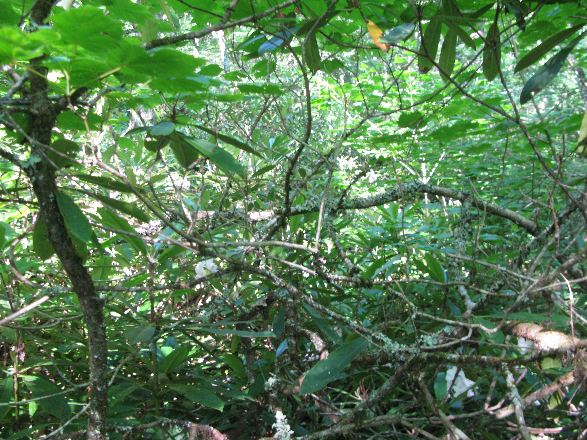 GRSM Accuracy Assessment. Plot Code: GRSM_AA_0003_5