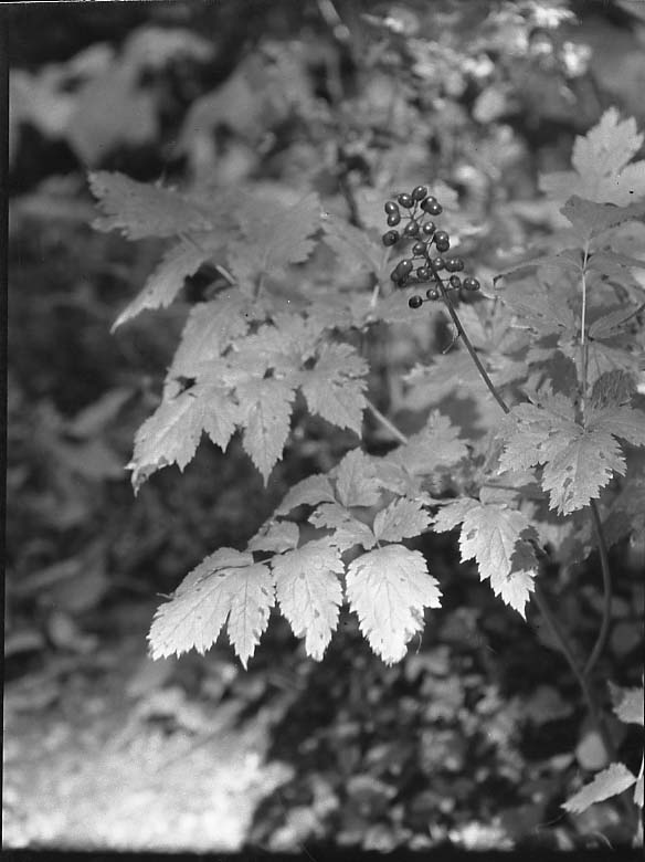 Glacier National Park