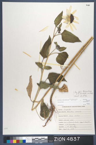 Herbarium Specimen Sheet 4837