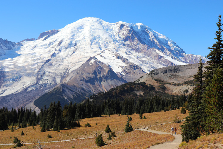 Two hikers look small in front of Mount Rainier surrounded by golden-yellow meadows. 