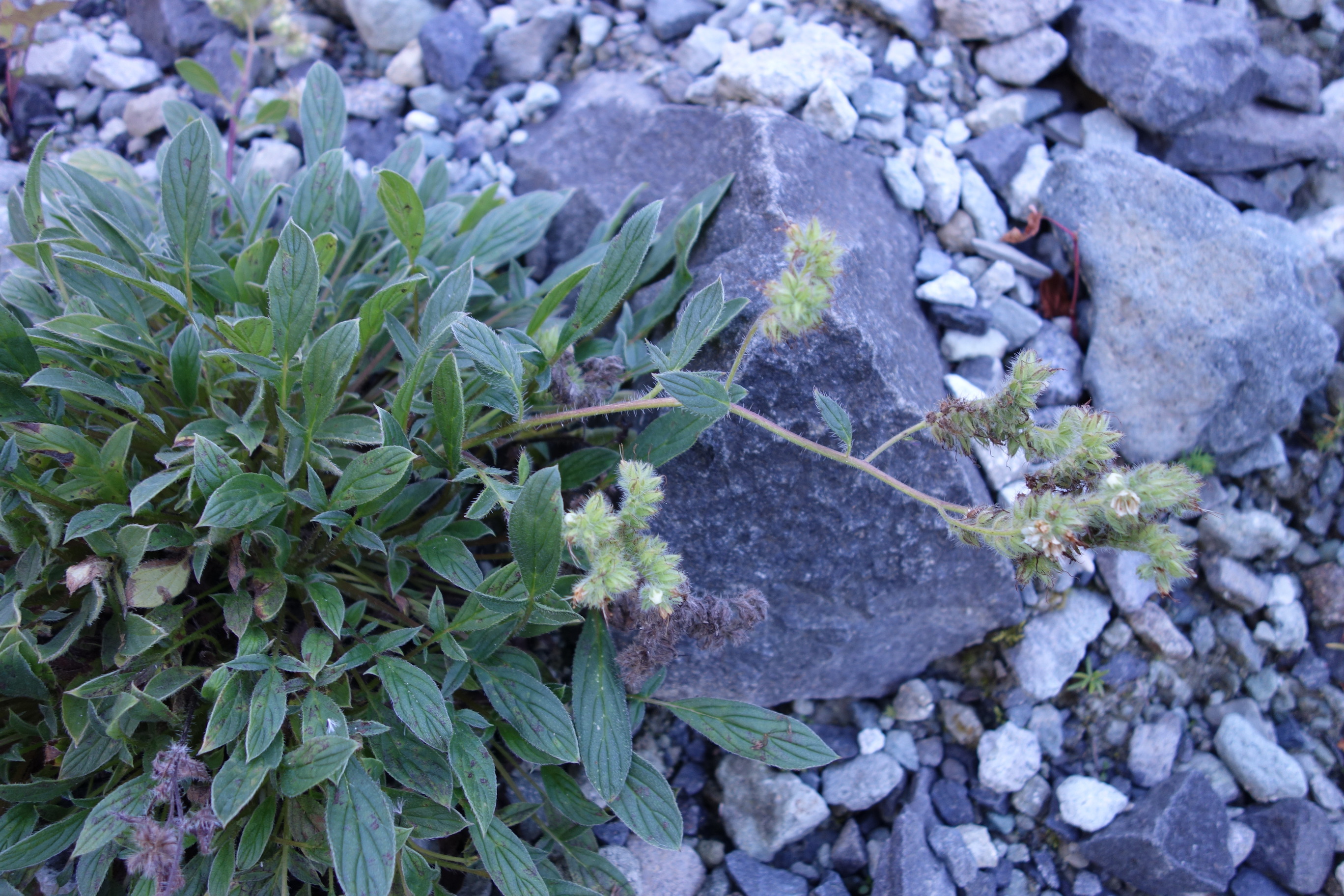 A small plant with a round mat of leaves and a trailed stem supporting several clusters of small white blooms covered by fuzzy green sepals. 