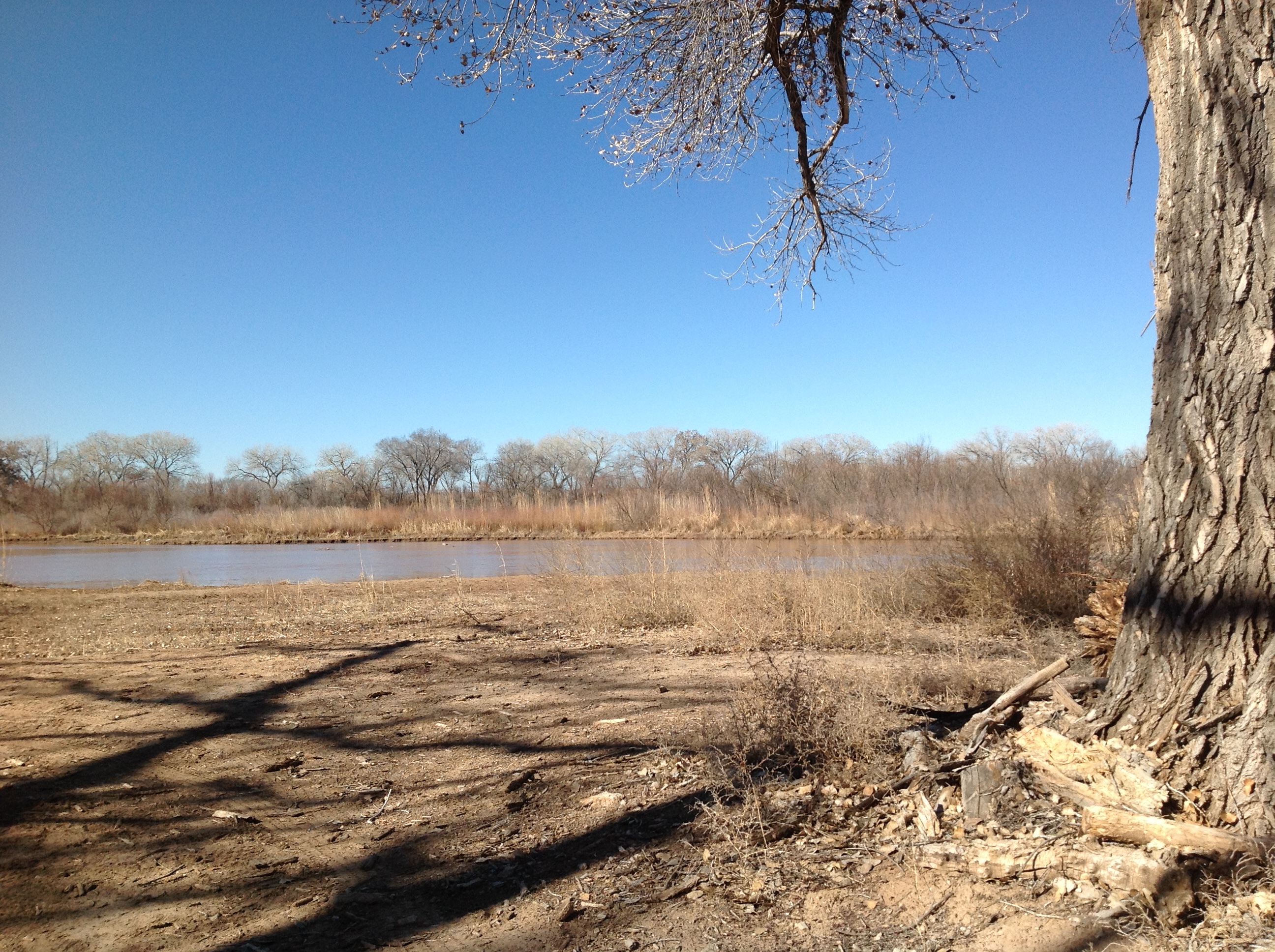 Some trees in the middle of a field next to a pond.