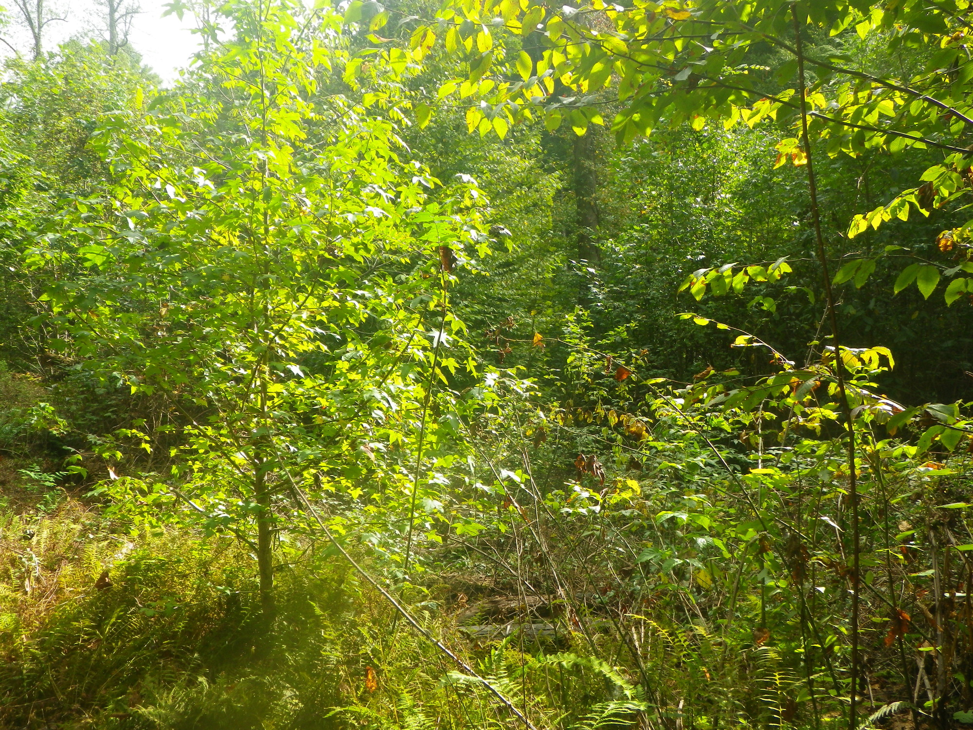 GRSM Accuracy Assessment. Plot Code: GRSM_AA_0651_3