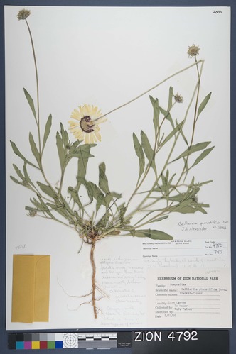 Herbarium Specimen Sheet 4792