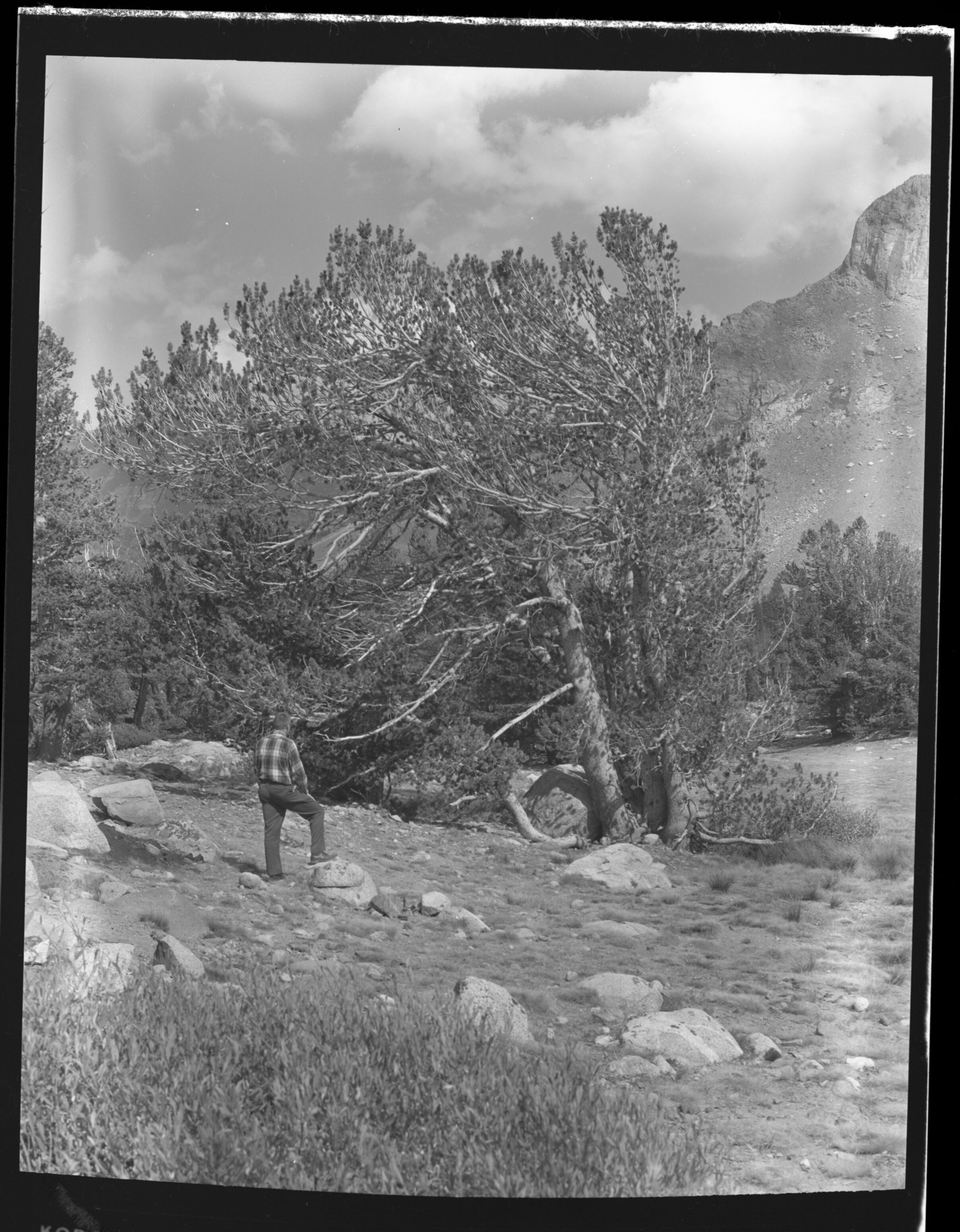 Whitebark pine