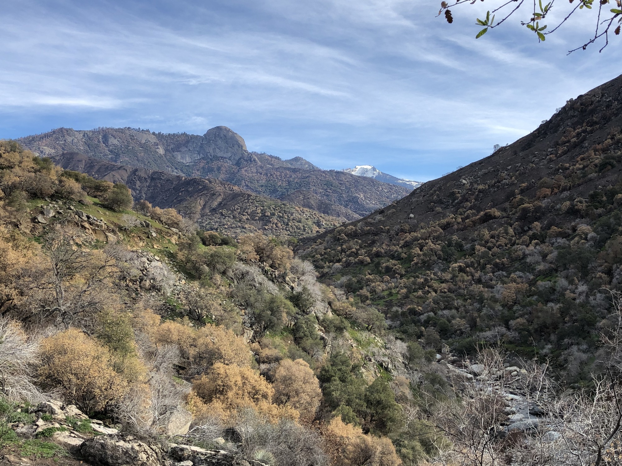 Grasses resprout in the foreground, and looking upcanyon, oak trees and other hardwoods are browned in some areas and green in others, while places where chamise shrubs grew in the distance are now blackened slopes until they begin to resprout!