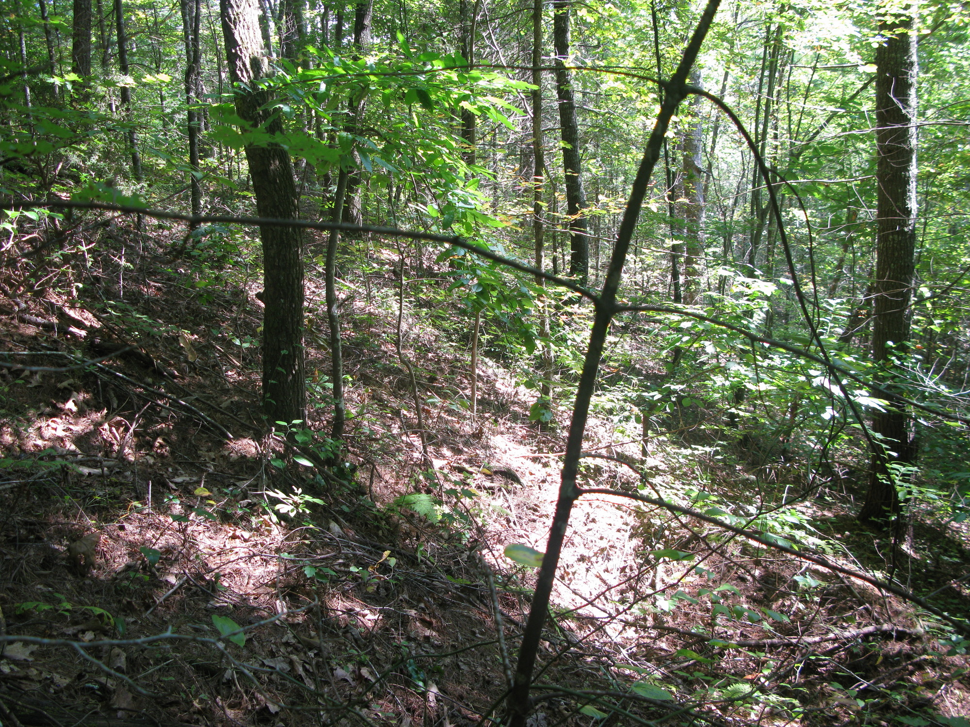 GRSM Accuracy Assessment. Plot Code: GRSM_AA_0401_3