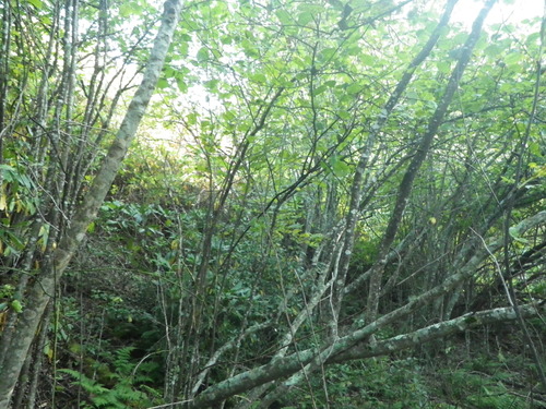 GRSM Accuracy Assessment. Plot Code: GRSM_AA_0314_6