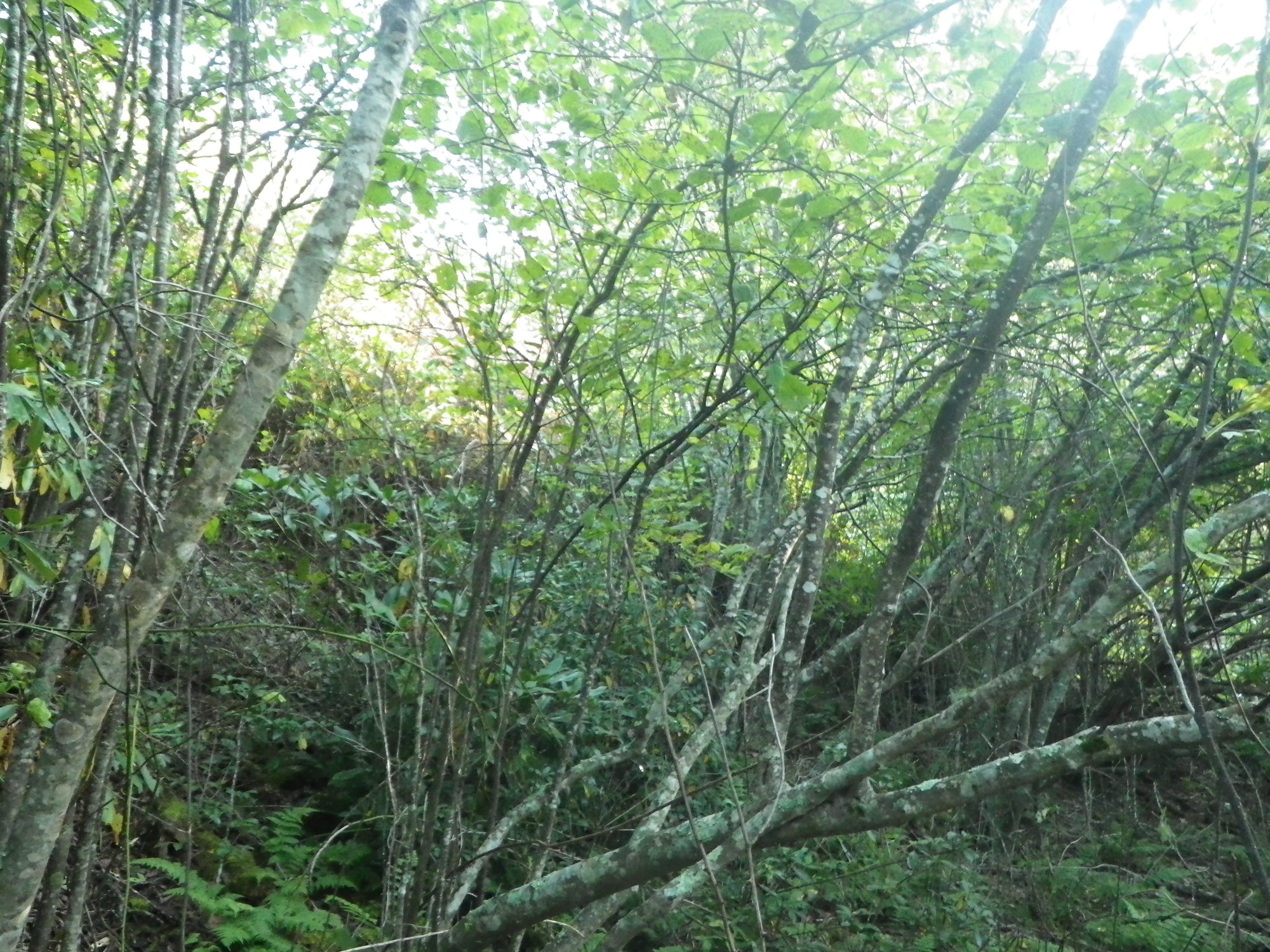 GRSM Accuracy Assessment. Plot Code: GRSM_AA_0314_6