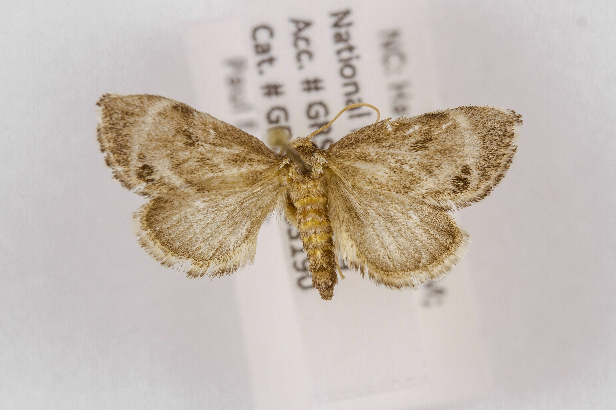 Image of Packardia elegans, a species of Animalia