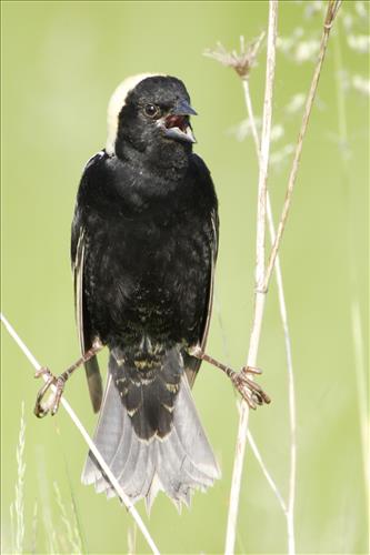 Bobolink in Cuyahoga Valley National Park