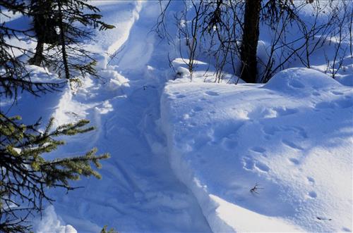 Moose Browse Collection, Yukon-Charley Rivers, 2003 2