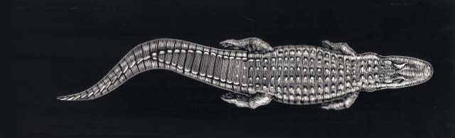 Alligator locomotion (swimming) underwater.