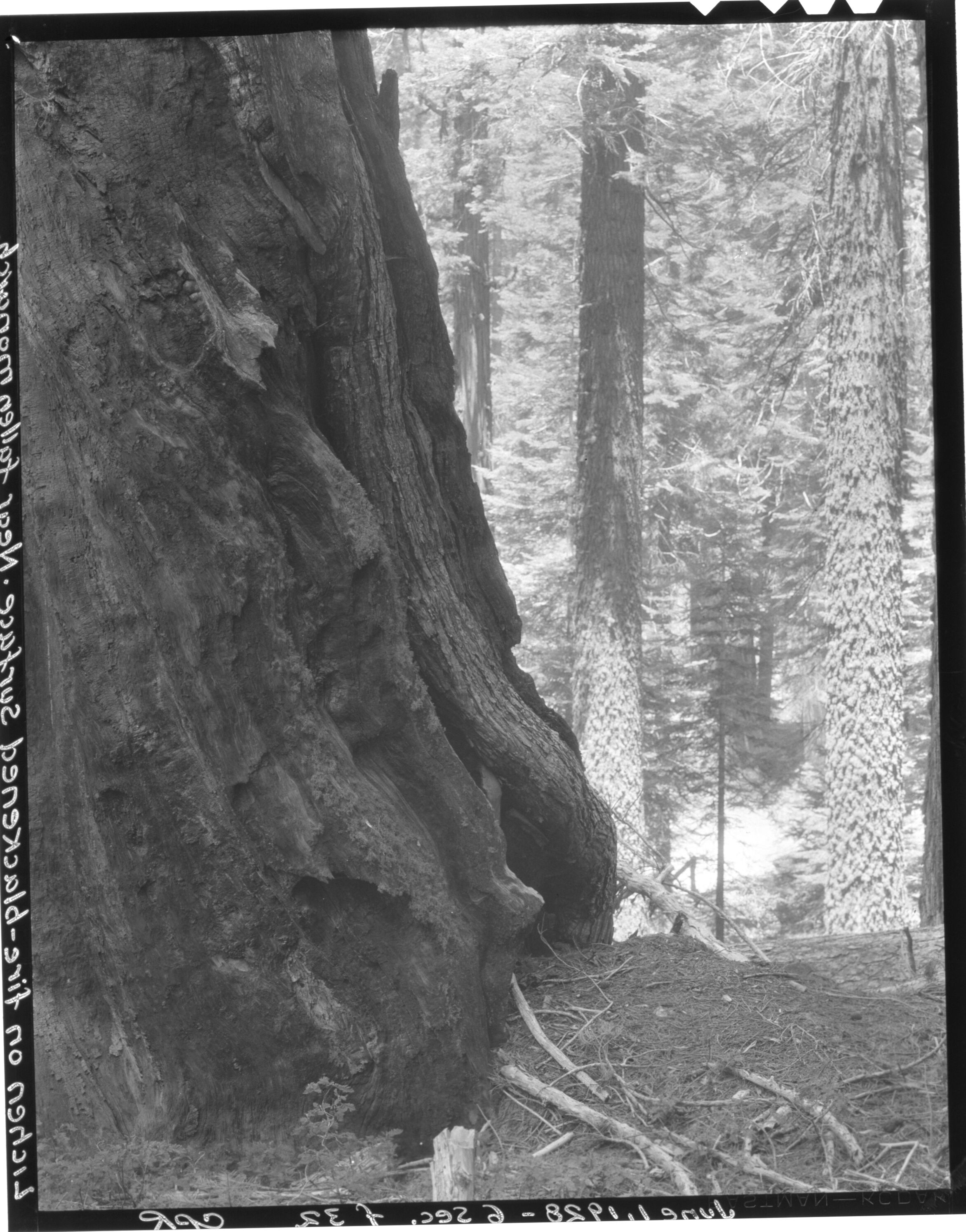 Lichen on fire-blackened surface