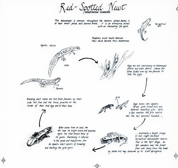 Creek and stream section. Red-spotted newt notebook page.
