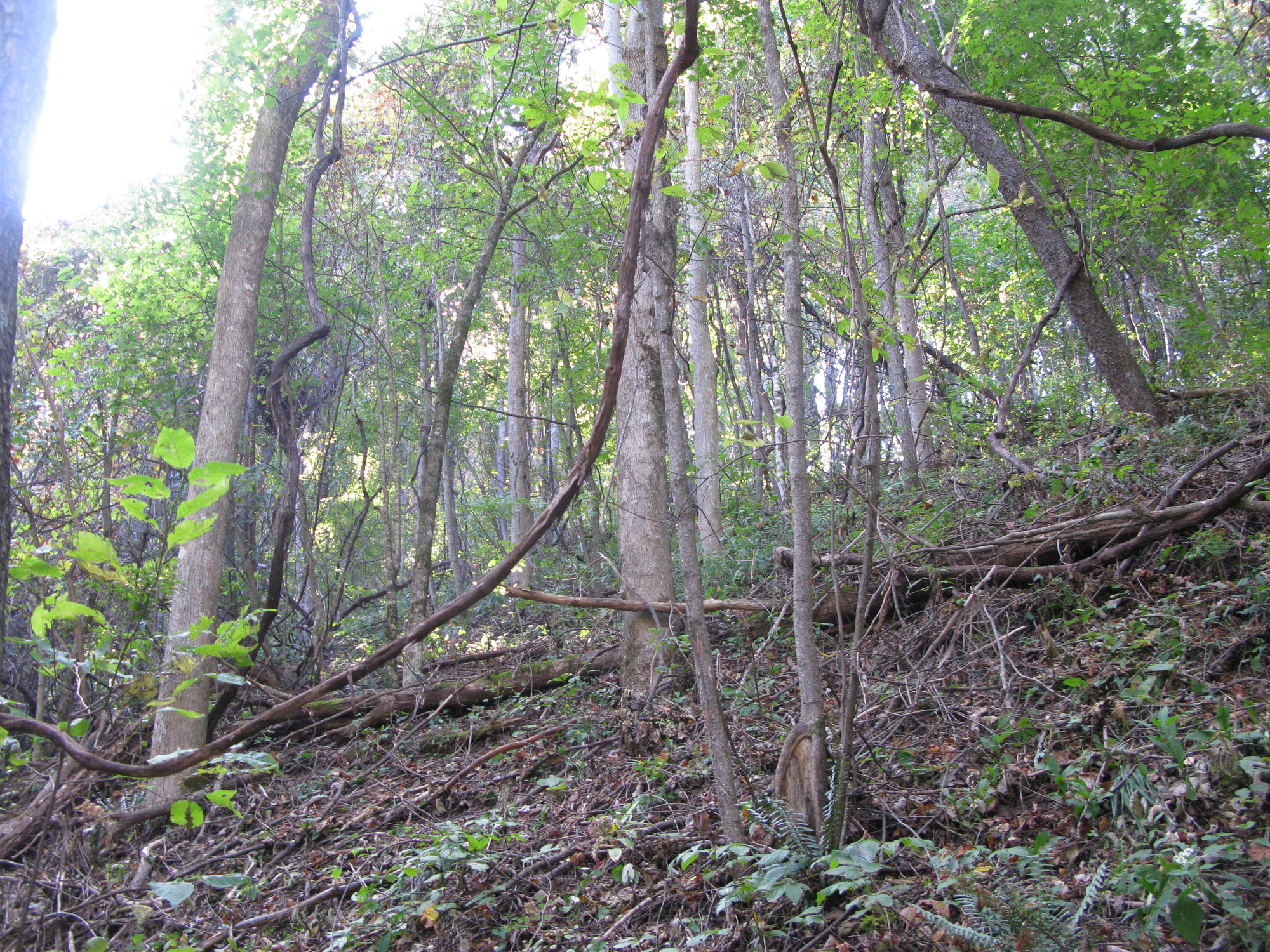 GRSM Accuracy Assessment. Plot Code: GRSM_AA_0037_5