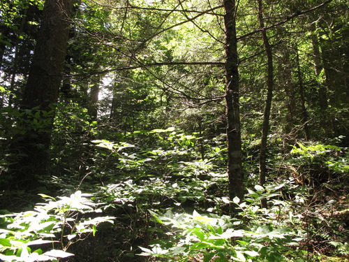 Plot Code: GRSM_AA_0498_4