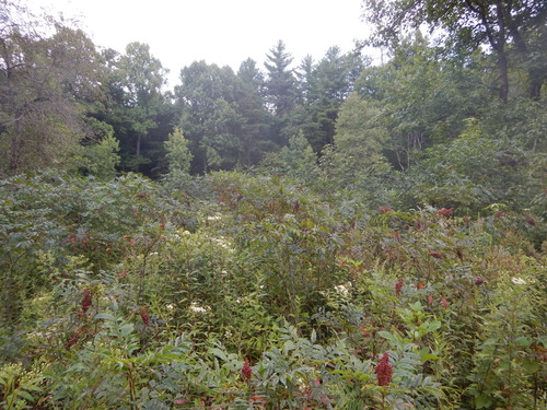 GRSM Accuracy Assessment. Plot Code: GRSM_AA_0690_2