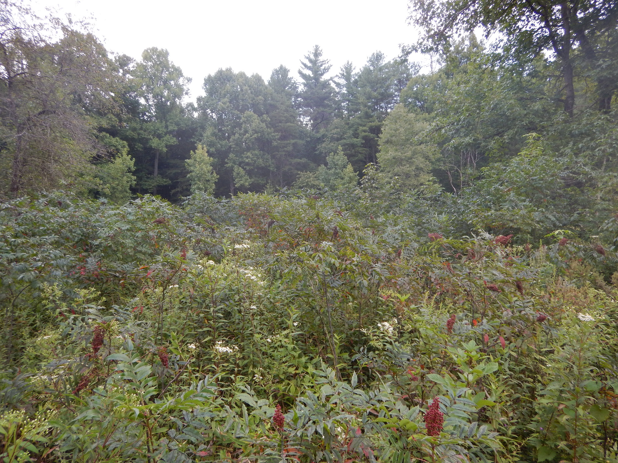 GRSM Accuracy Assessment. Plot Code: GRSM_AA_0690_2