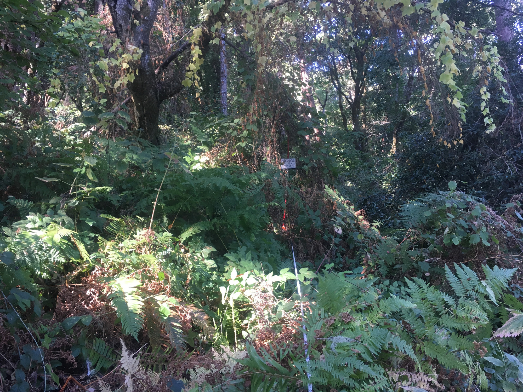 Eye-level view from the center point of a plant community monitoring plot