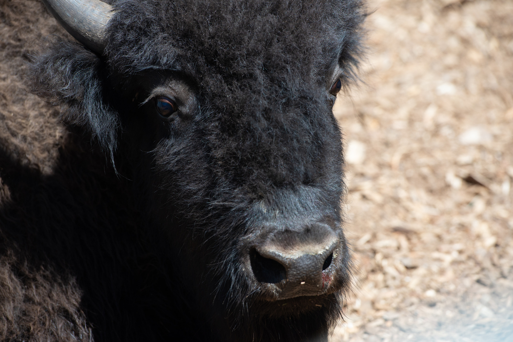 Close up of an adult male bison. 