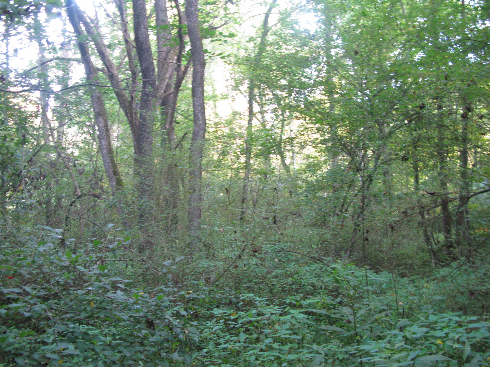 GRSM Accuracy Assessment. Plot Code: GRSM_AA_0437_2