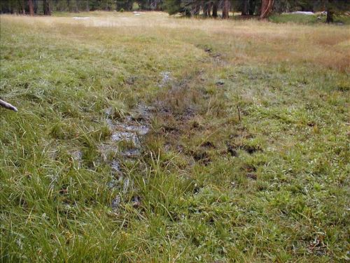 Meadow impacts near camp used by Cottonwood Pack Station at Lower Rock Creek Xing, Sequoia and Kings Canyon National Park