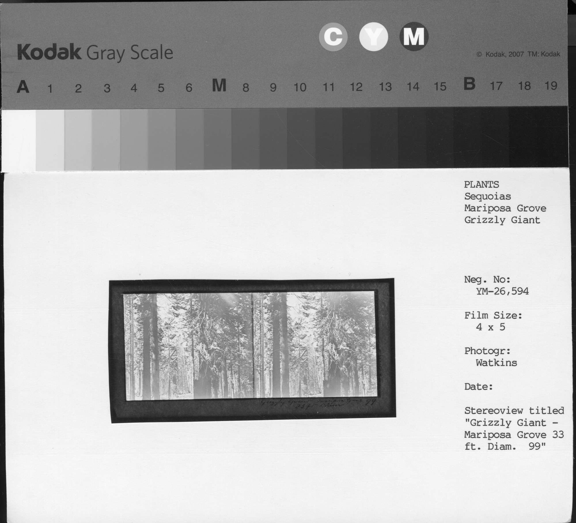 Stereoview of Grizzly Giant