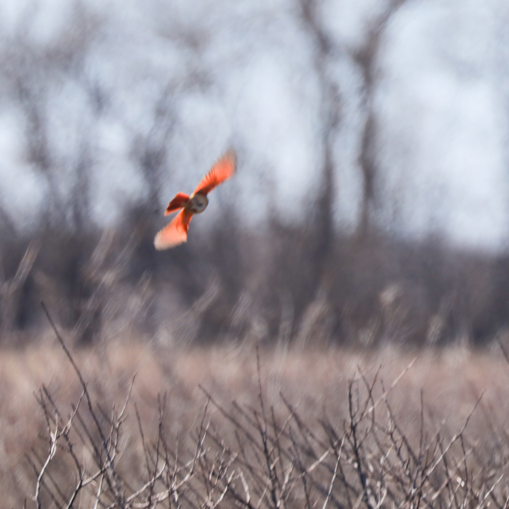 Red wingtips and tail feathers and a brown underbelly are visible as this female cardinal flies away.