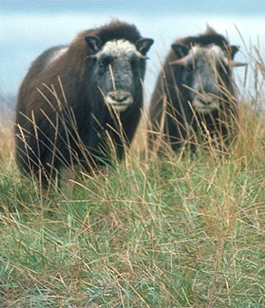 2  Muskoxen in Alaska