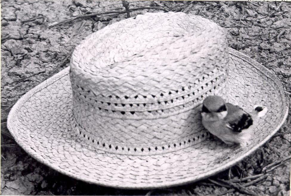 Loggerhead Shrike (Lanius ludovicianus) Perched on Straw Hat