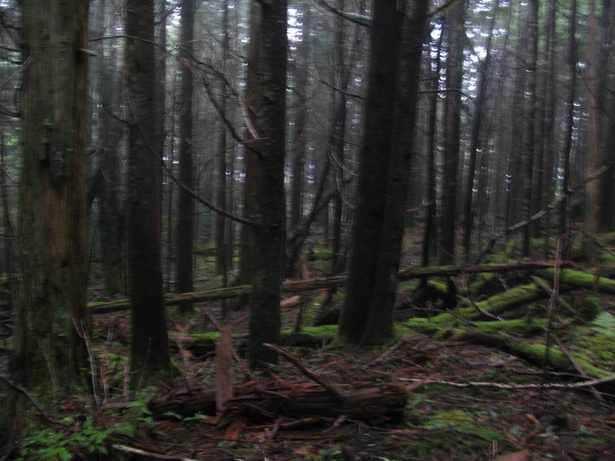 GRSM Accuracy Assessment. Plot Code: GRSM_AA_0163_2