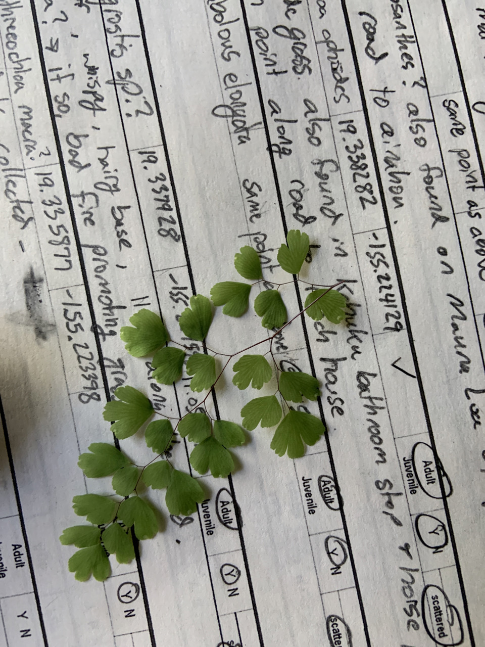 Photo of plant species Adiantum raddianum