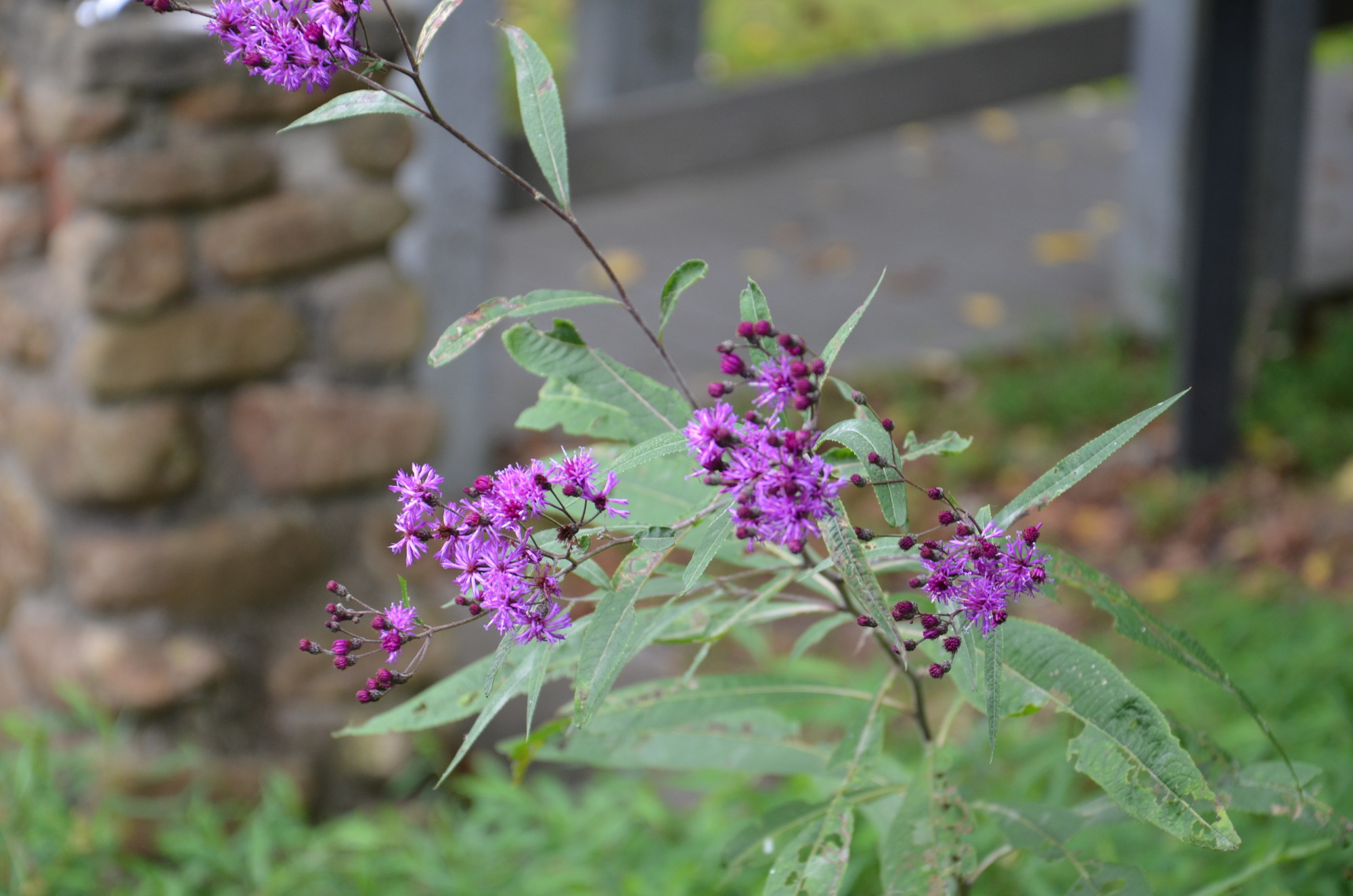 A long plant reaches up with long, thin leaves.  At the end of each stem there is a clump of bright purple flowers with many small petals.  