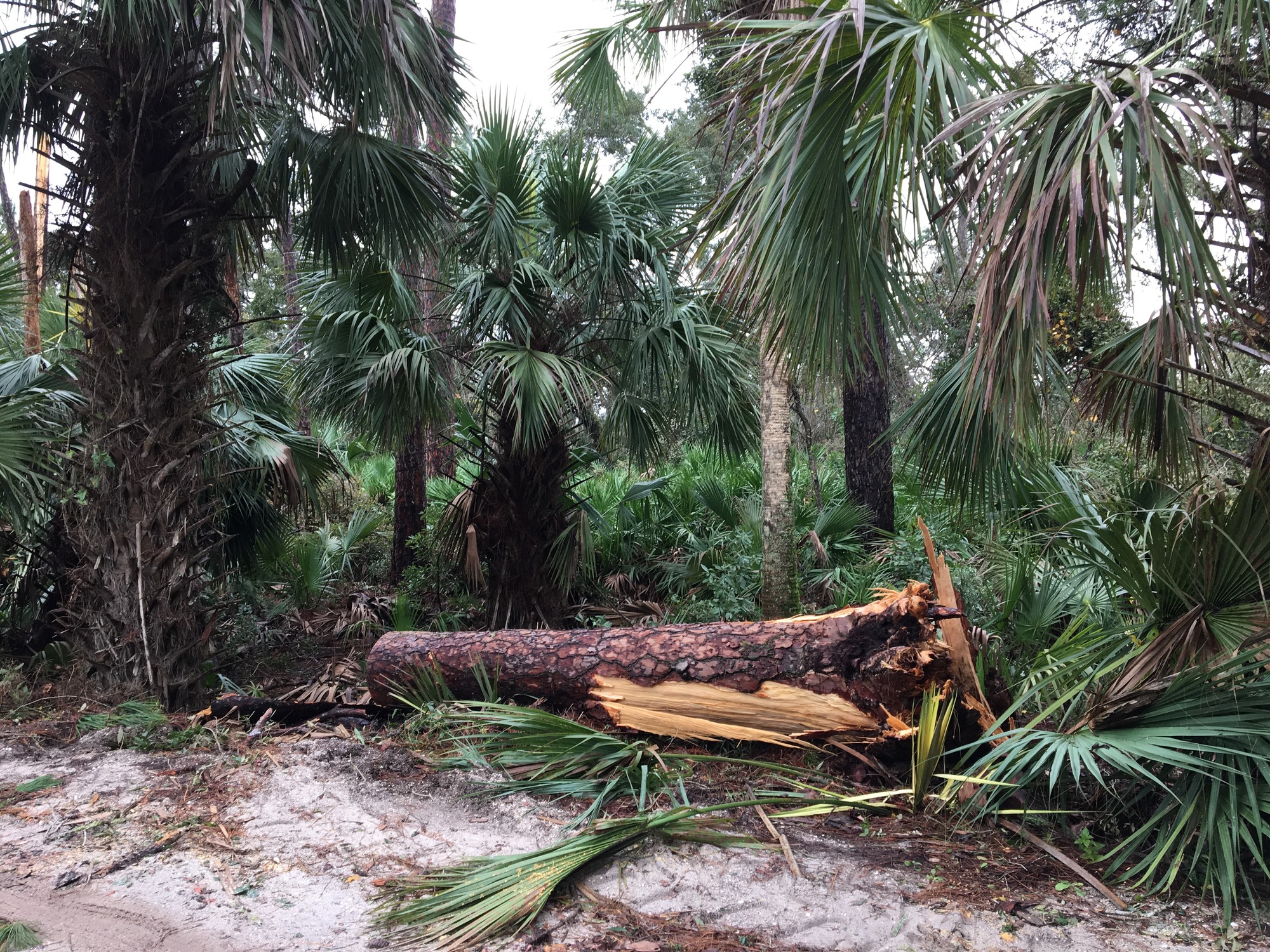 large pine tree cut and moved off road
