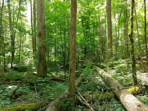 GRSM Accuracy Assessment. Plot Code: GRSM_AA_0795_6