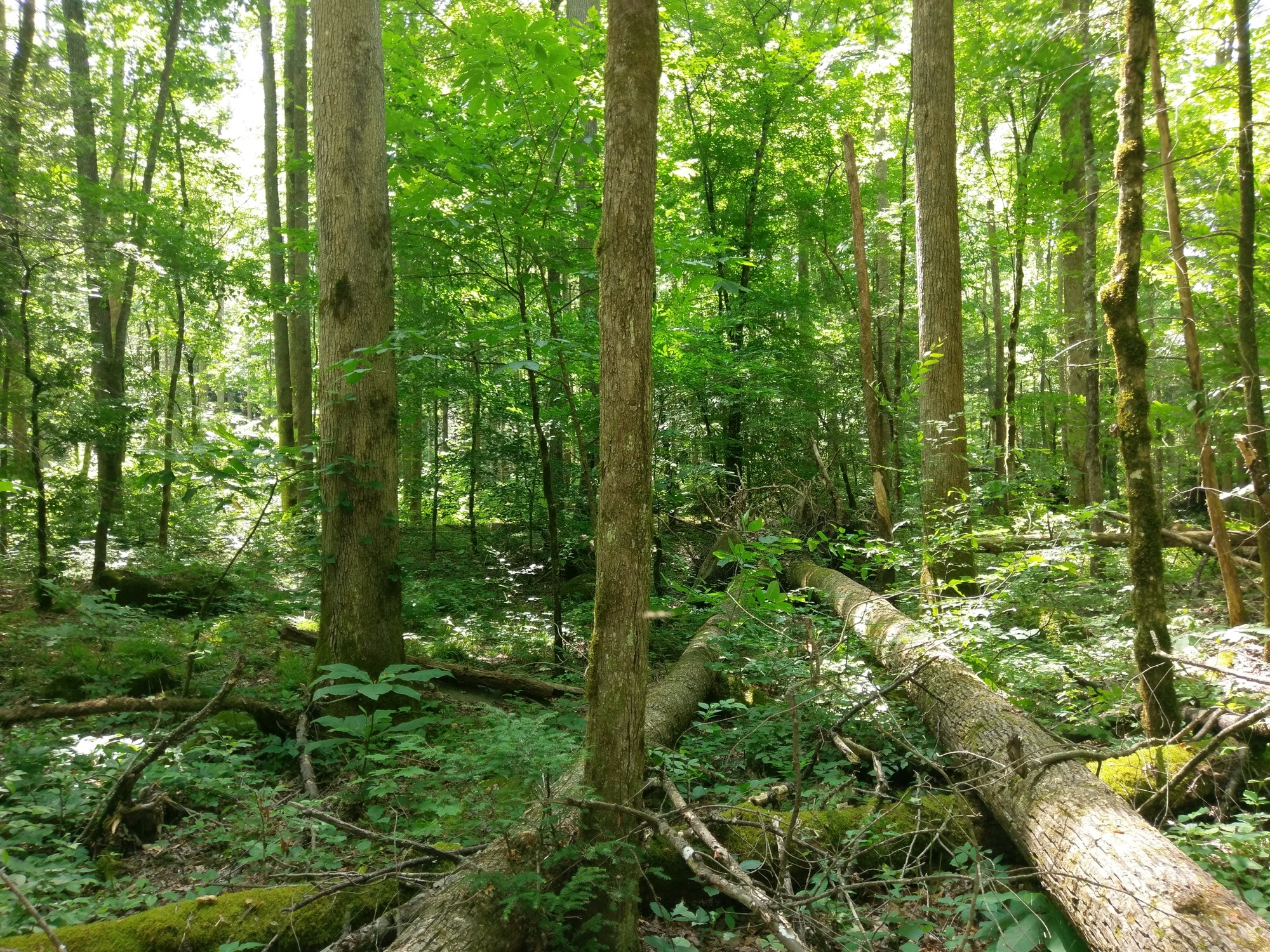 GRSM Accuracy Assessment. Plot Code: GRSM_AA_0795_6